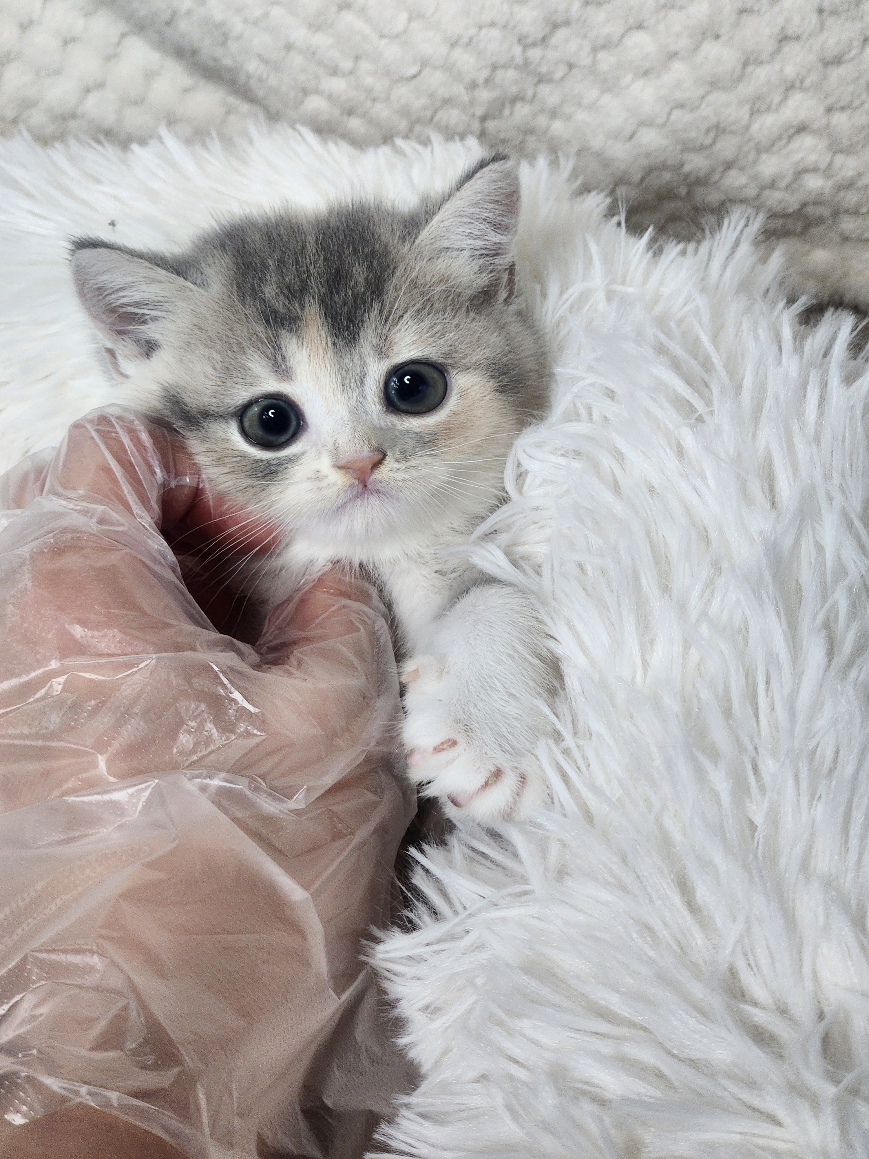 브리티쉬숏헤어분양